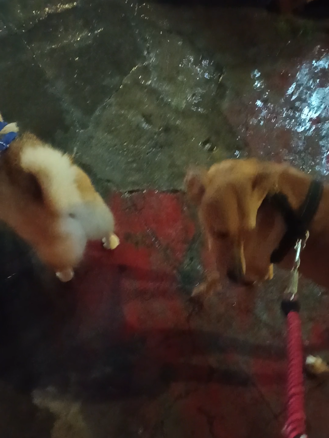 @Cosmos🐕 Maui🐶  Aurora🦊