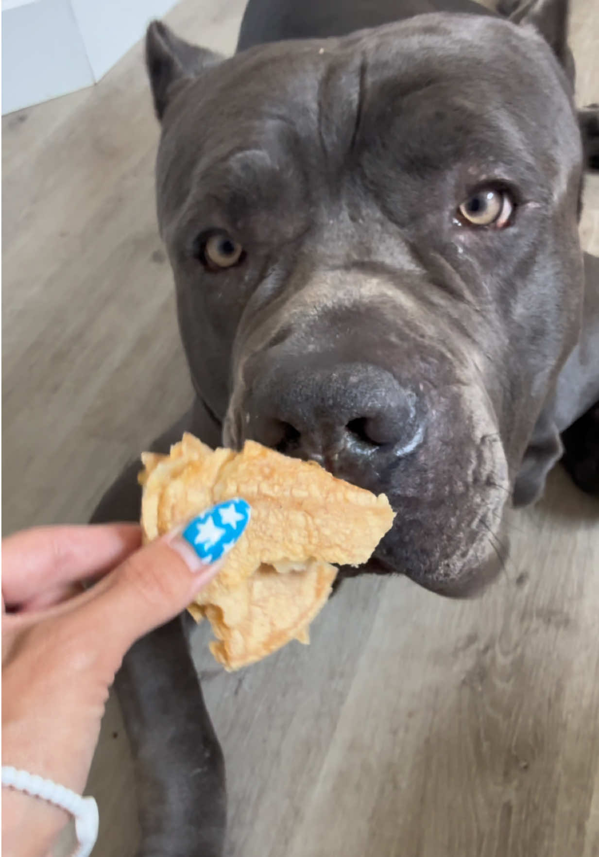 @Alistair the Cane Corso