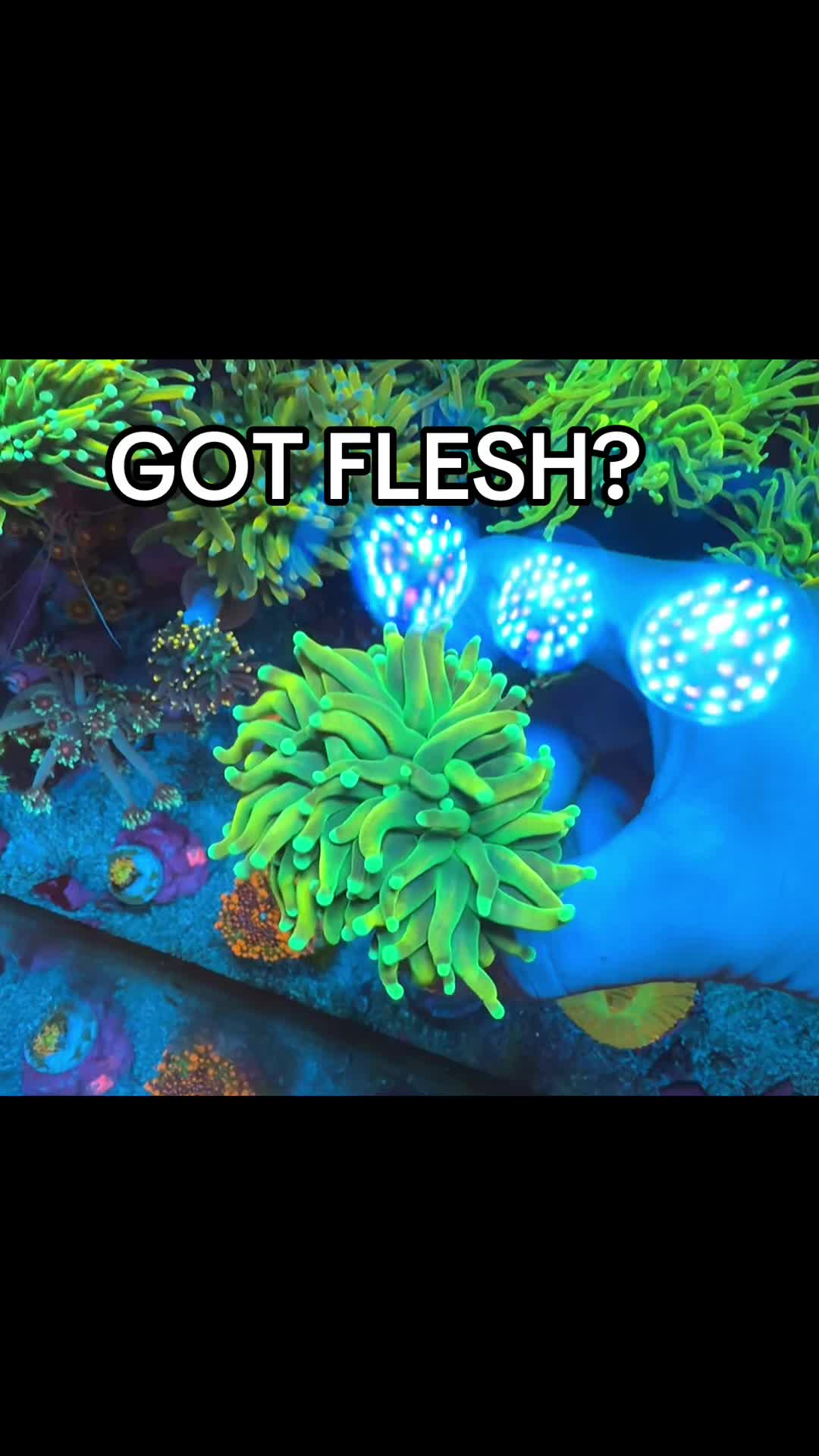 @Inner_Circle_Reefing