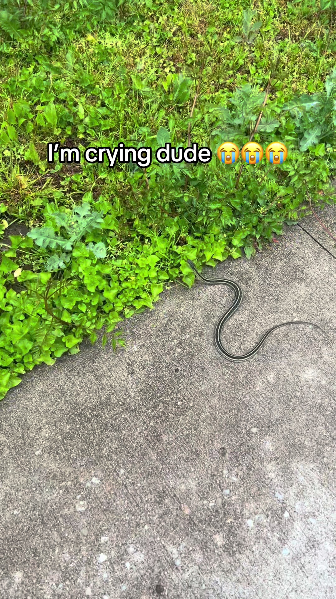 @HorizonTheDragon