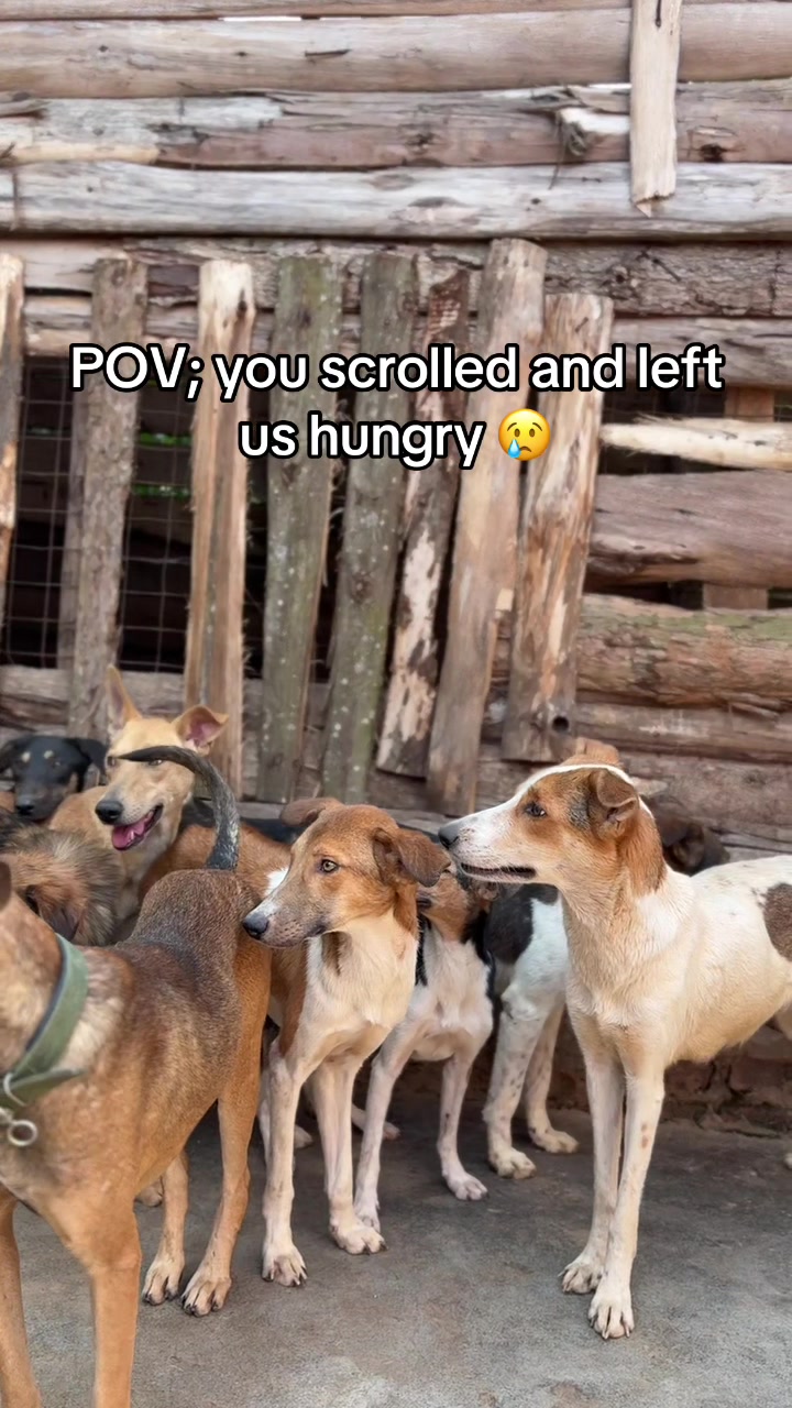@furry_care_haven