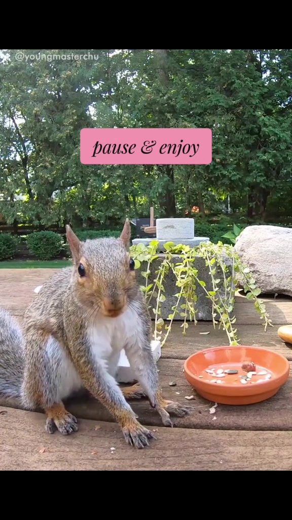 @youngmasterchu squirrel