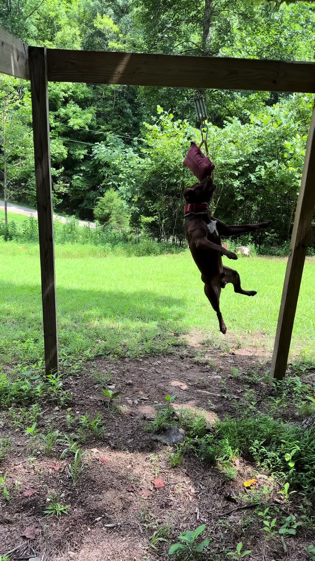 @WorldGoneMadKennels