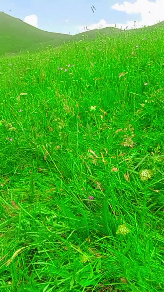 @🕊️AZAD CAN BAKIR 🕊️3636🕊️