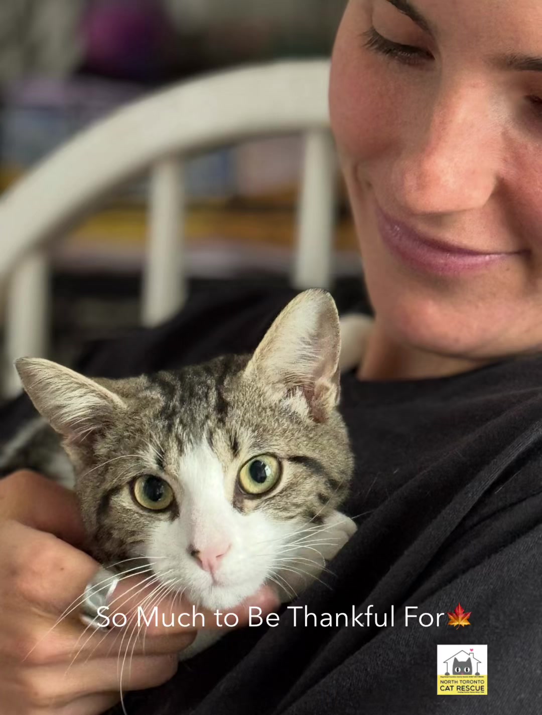 @North Toronto Cat Rescue