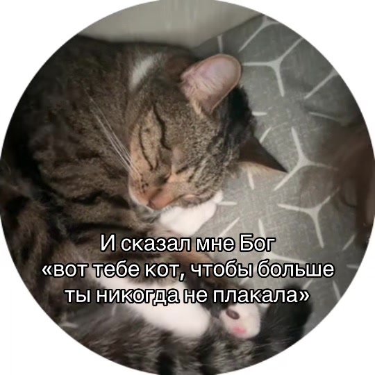 @vedlis