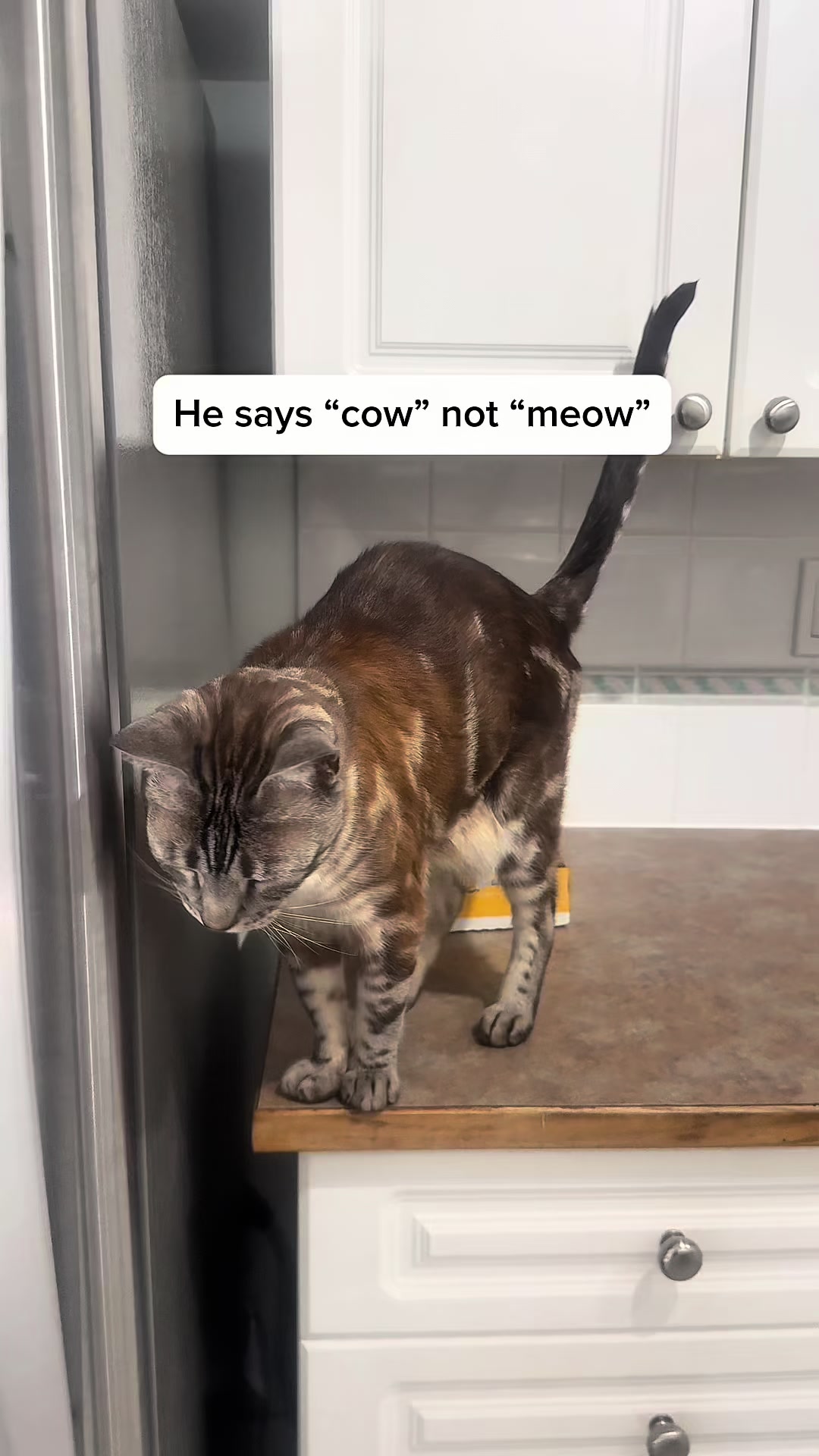 @Three Nawty Cats