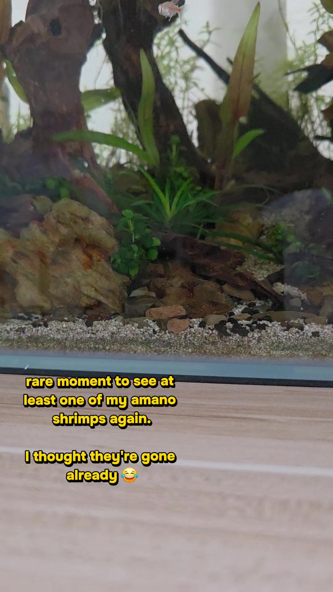 @Ace Aquascape