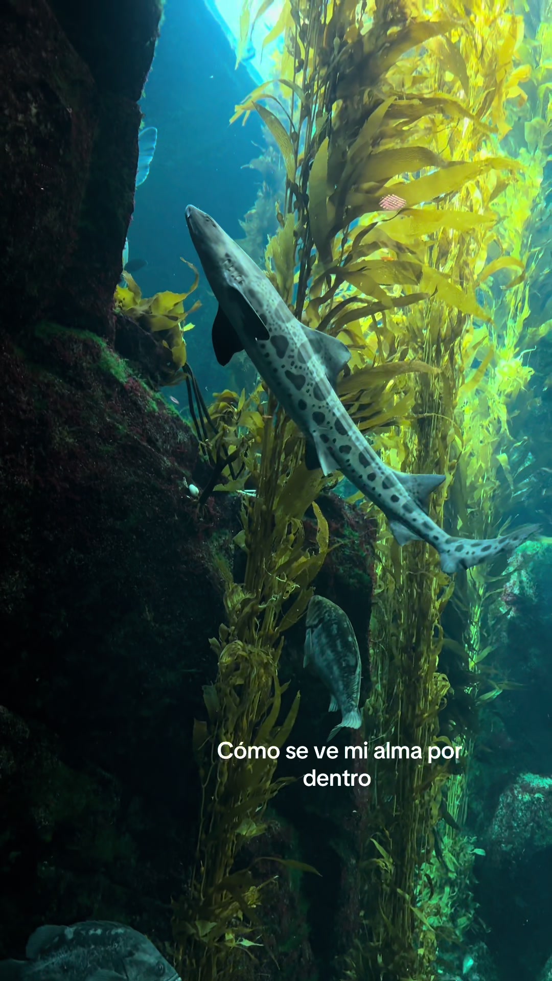 @_Piolyn_y2ss.00