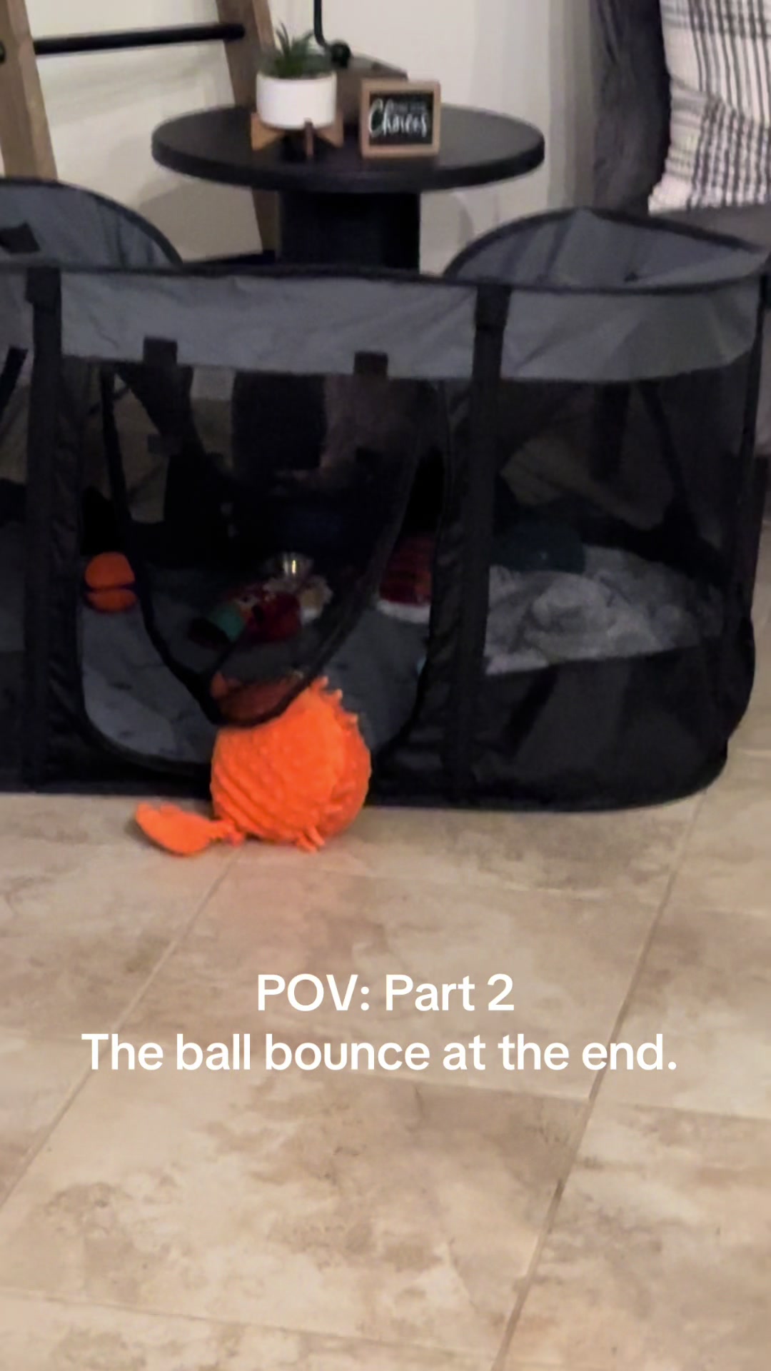 @Penny the Yorkie