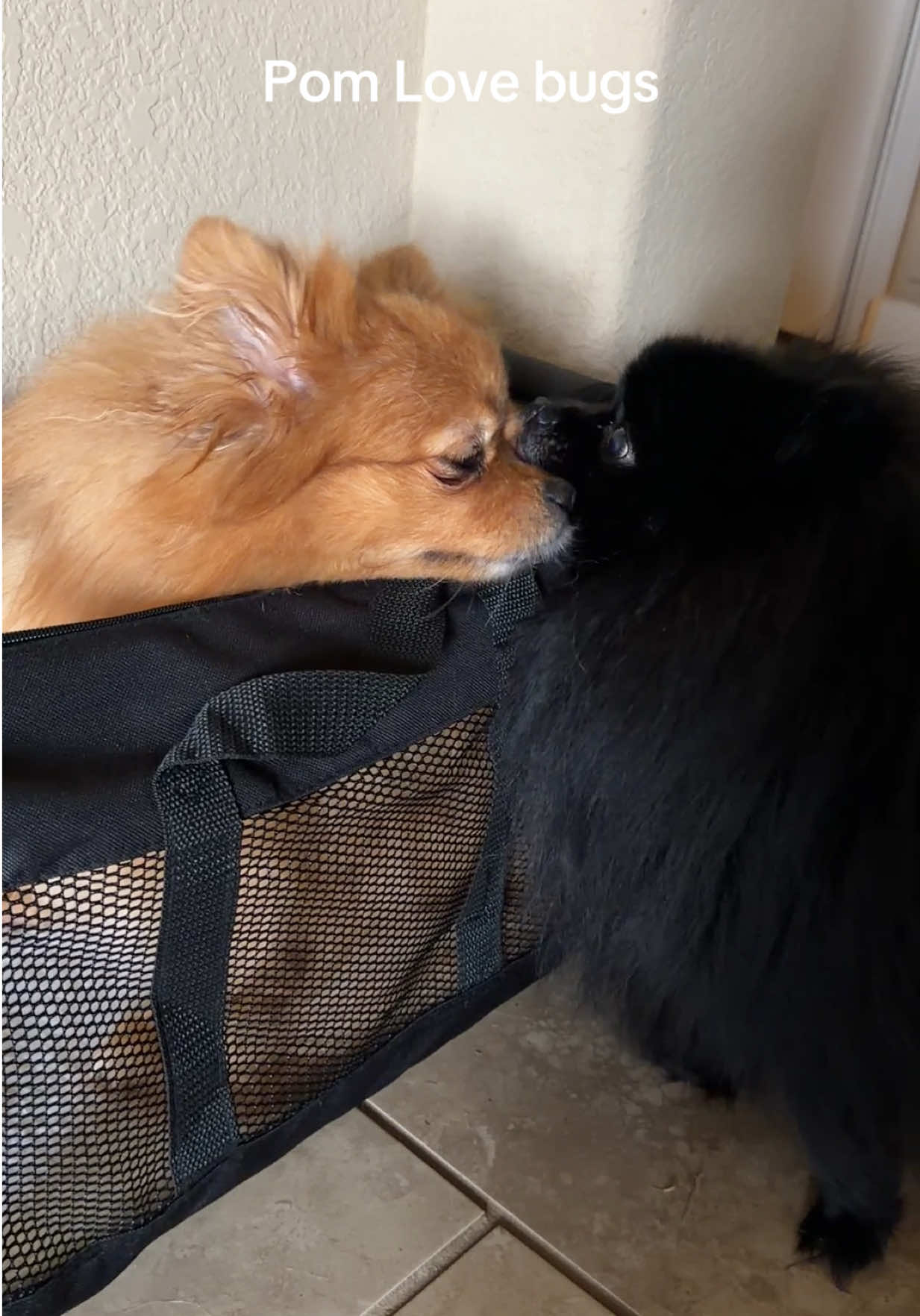@mimi & momo