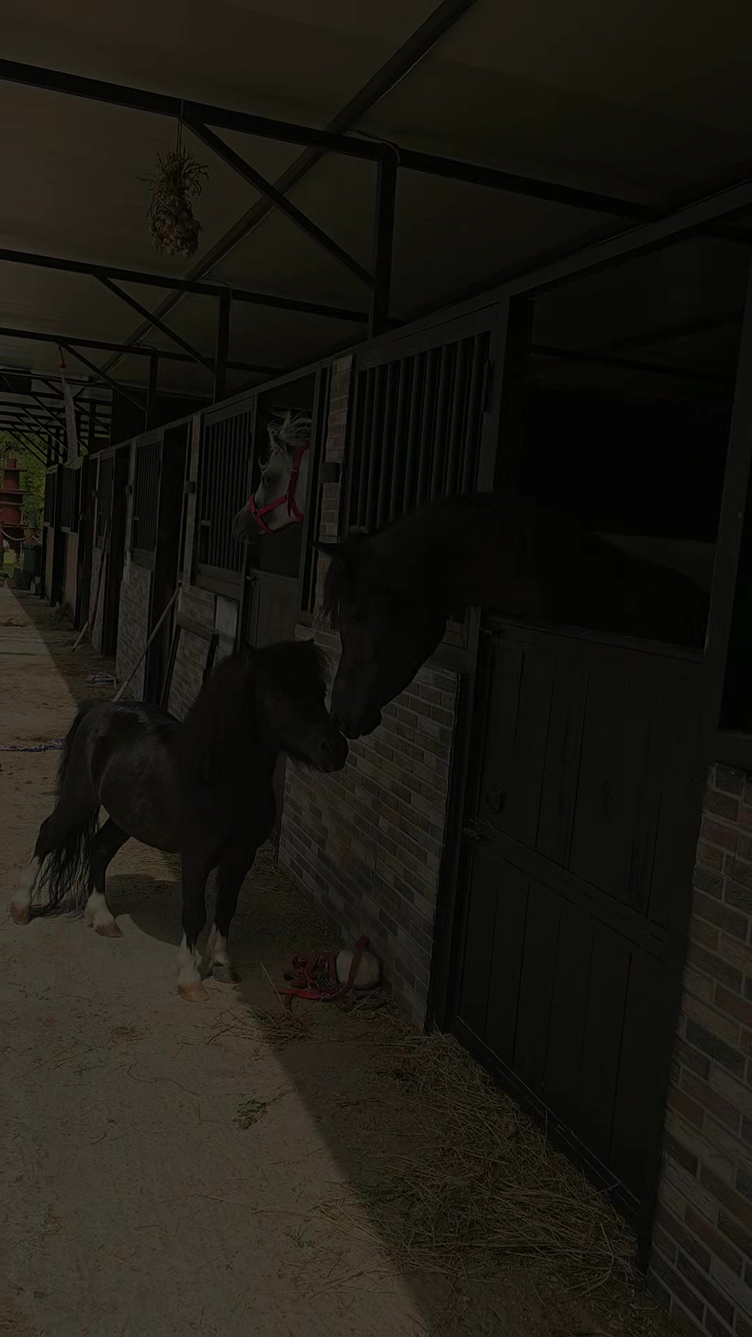 @Horse Training Center Albania