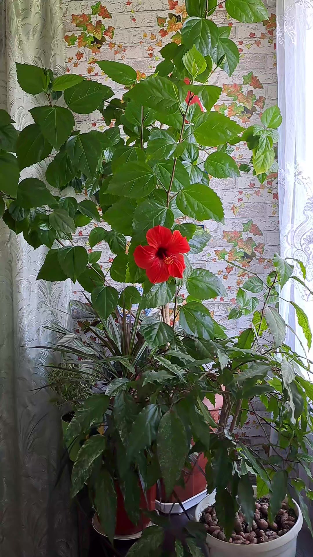 @ВОВЧИЦЯ