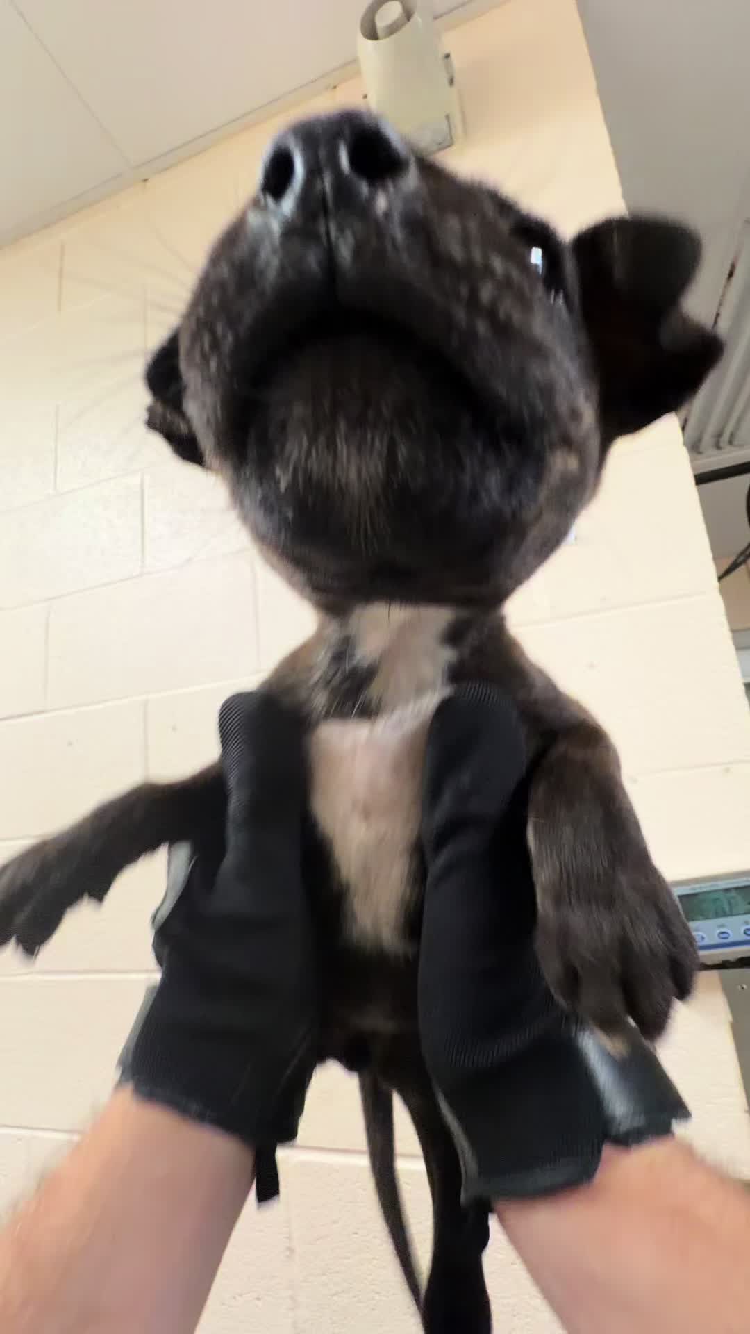 @AnimalWelfareGuy
