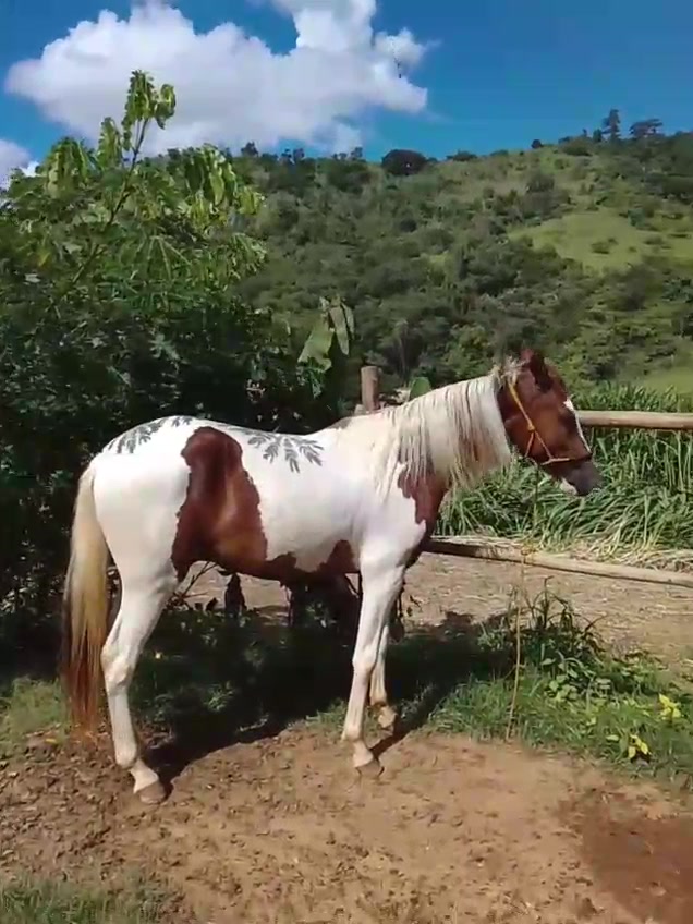 @Rancho beira mata🇧🇷🇺🇸