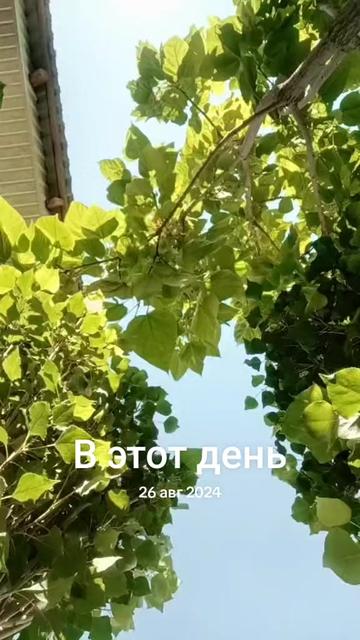 @Rustam
