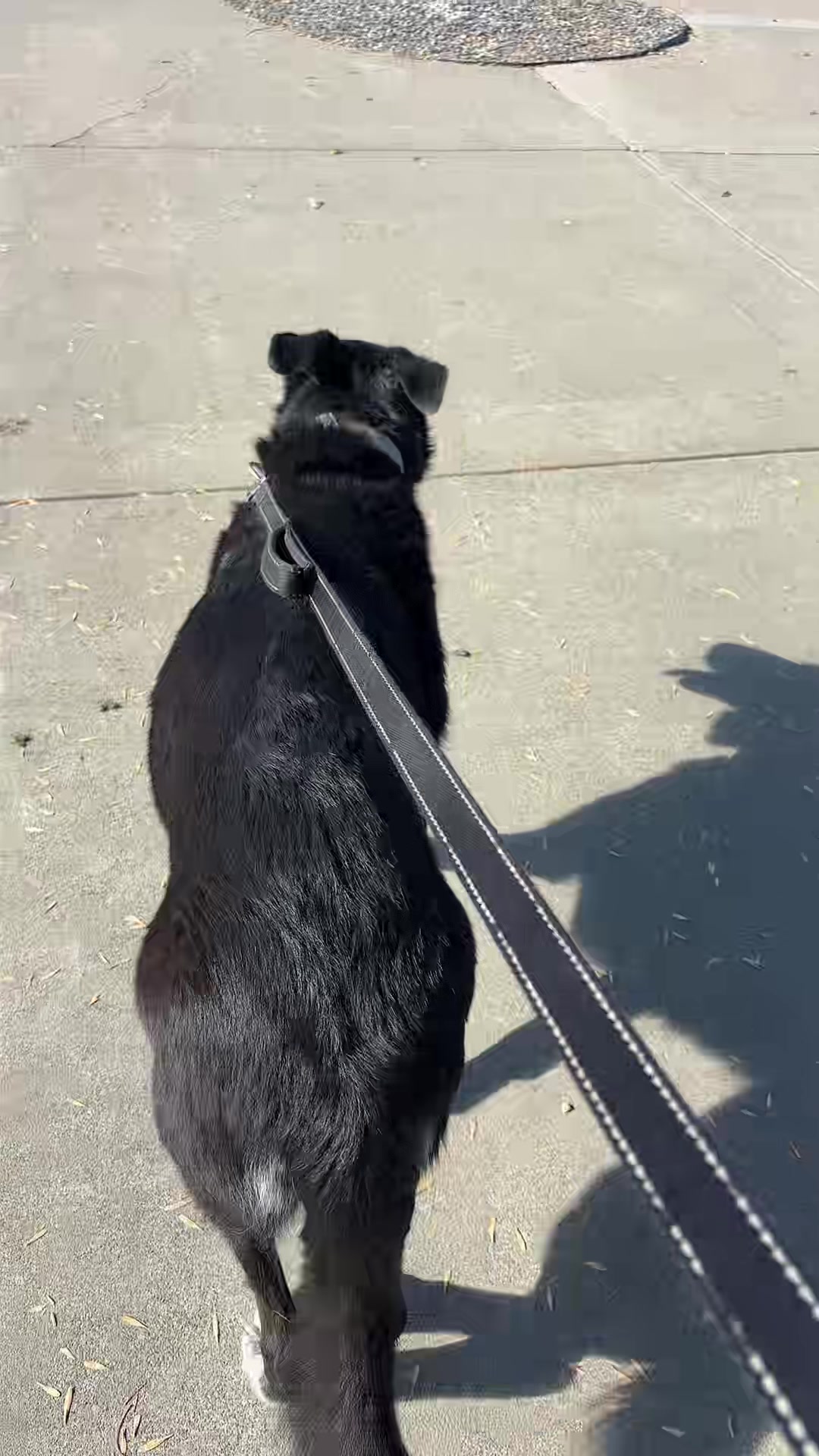 @preampetcare