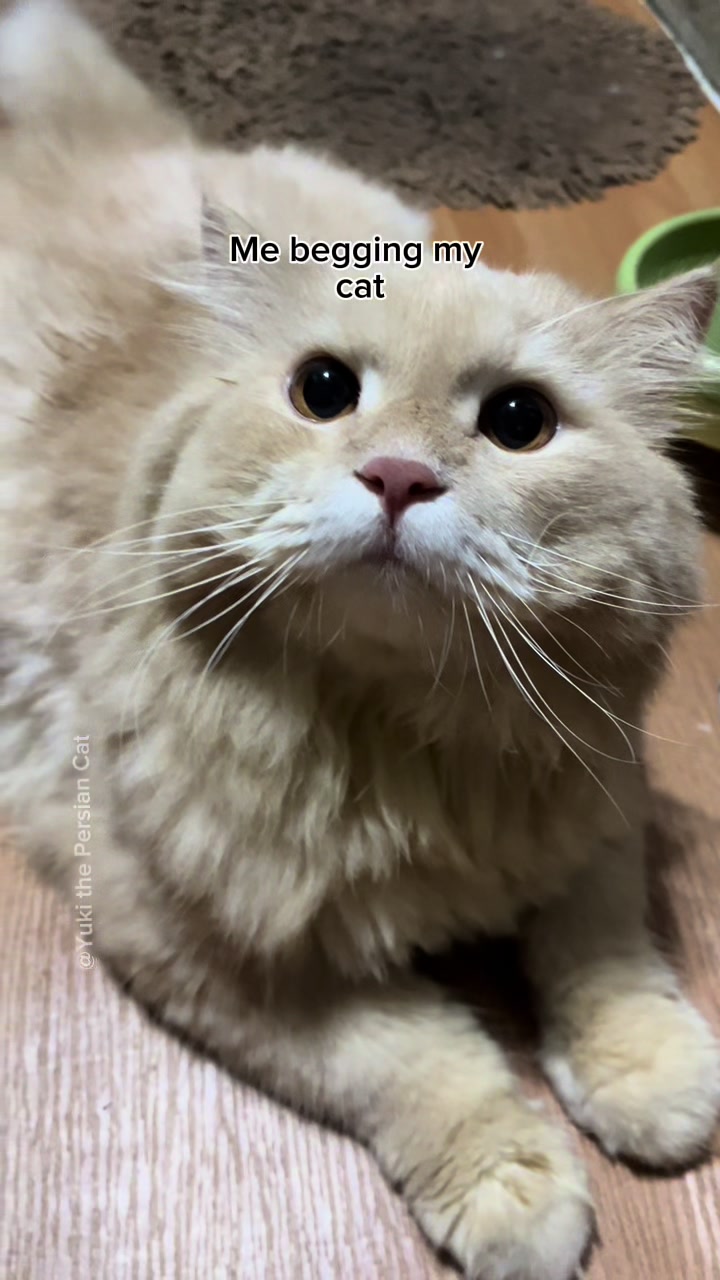 @Yuki the Persian Cat