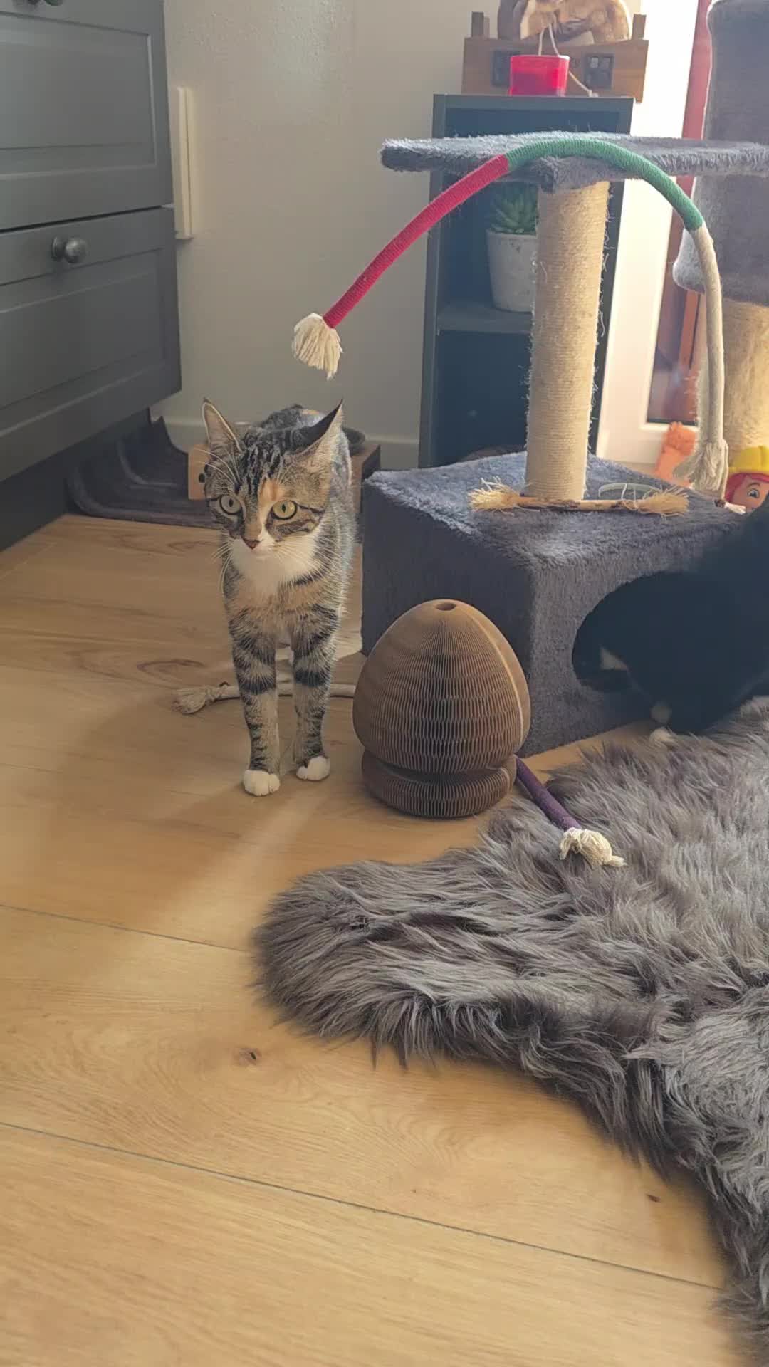 @diana🐱🐈🐈🐈