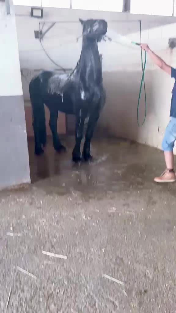 @DIFESA RANCH💥🐴🐴