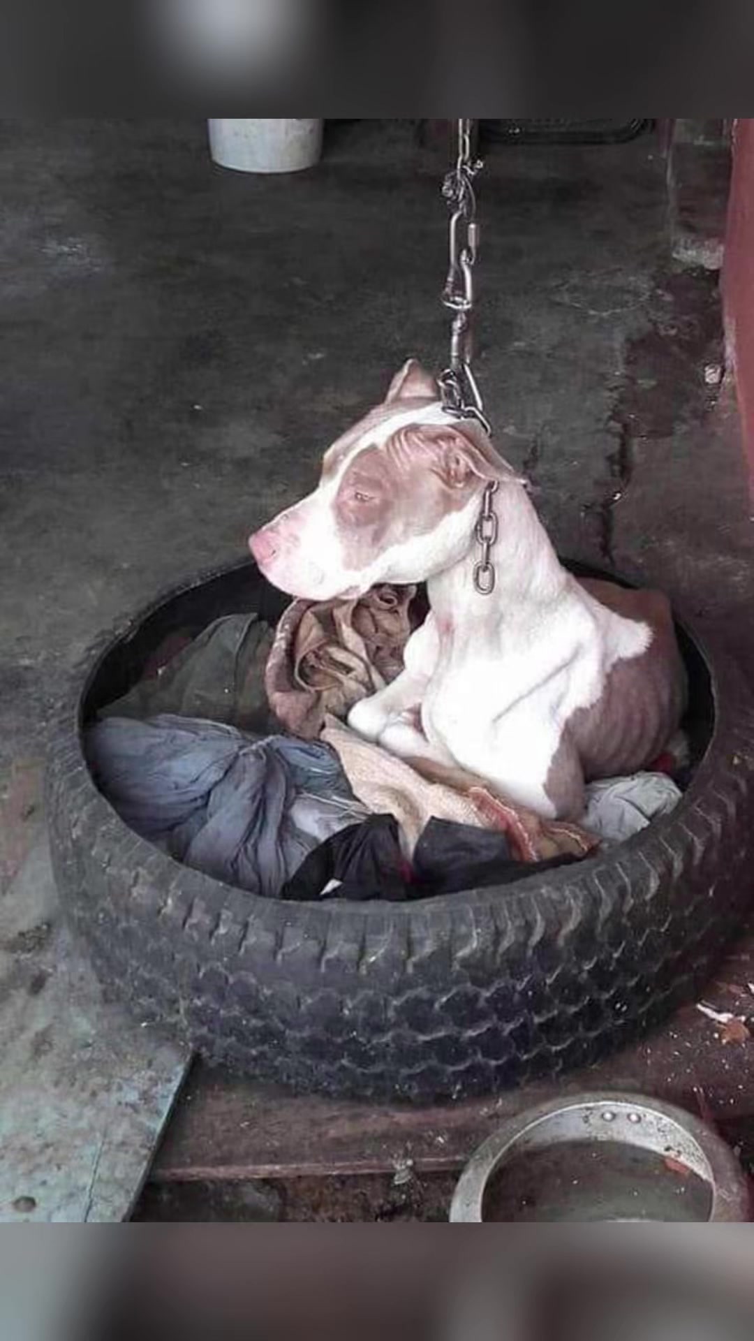@indonesian_dog_lover