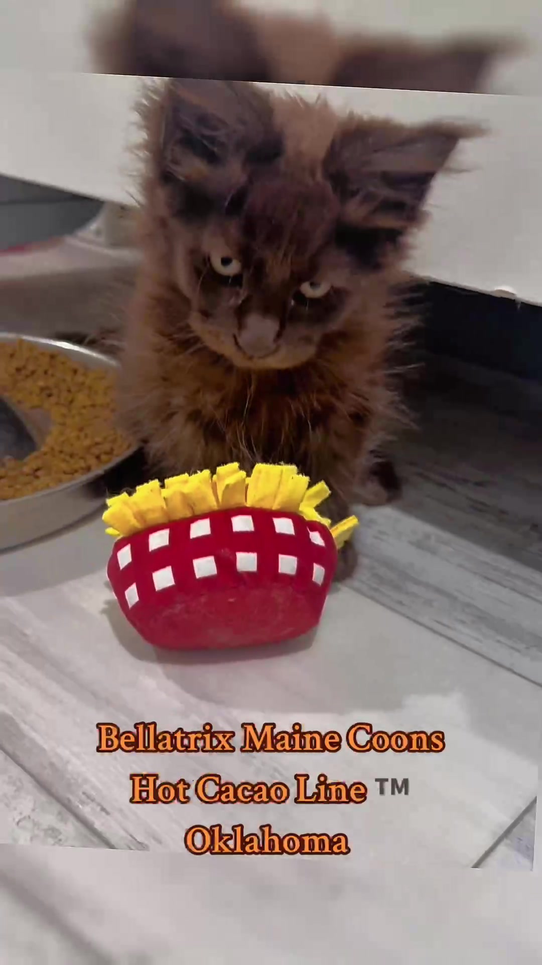 @Bellatrix Maine Coon Cattery