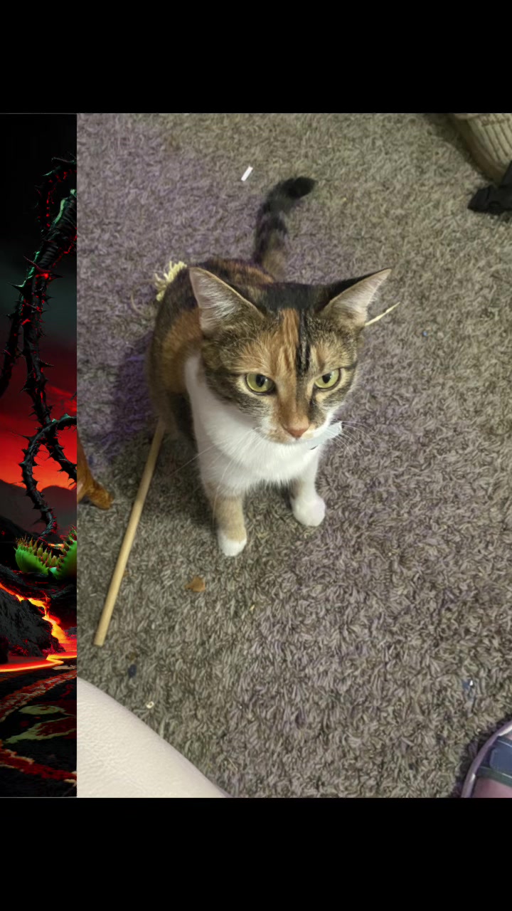 @🐈&zwj;⬛🐈Shelby🐈