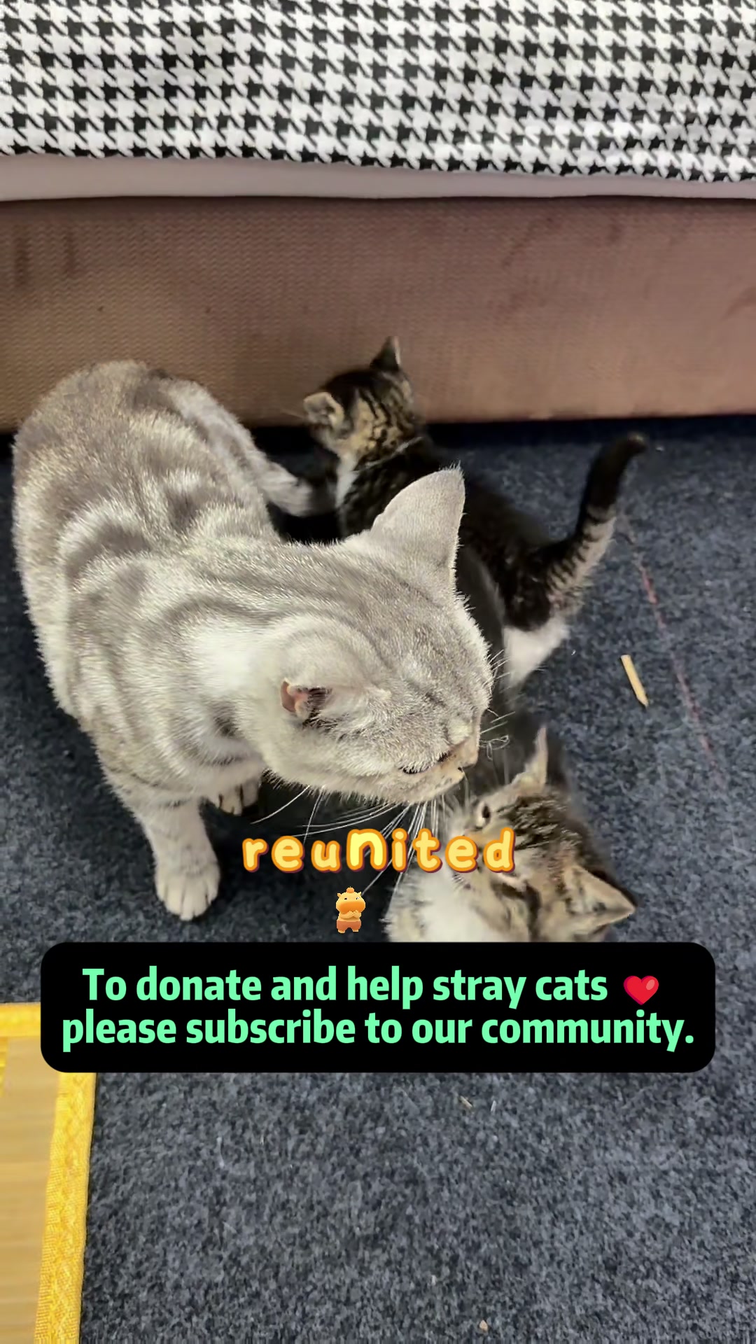 @Stray Cat Talkz