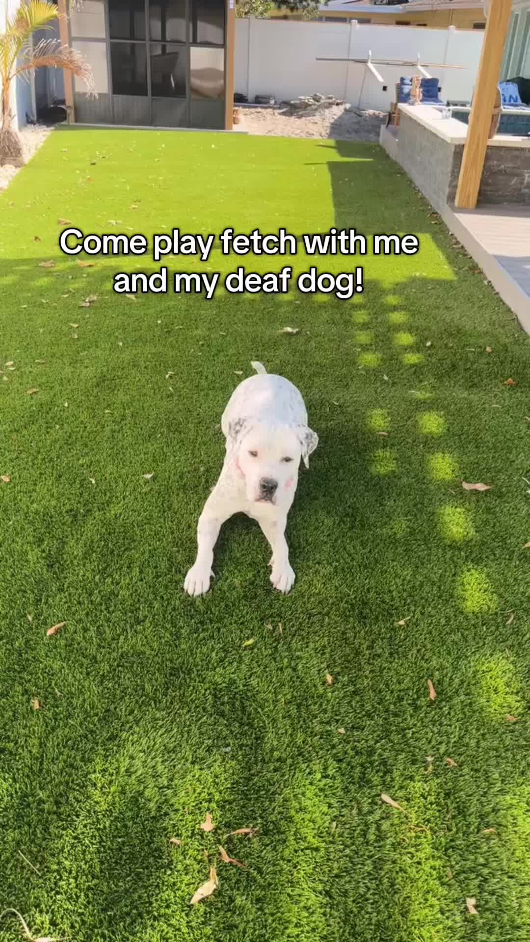 @lifewithstella