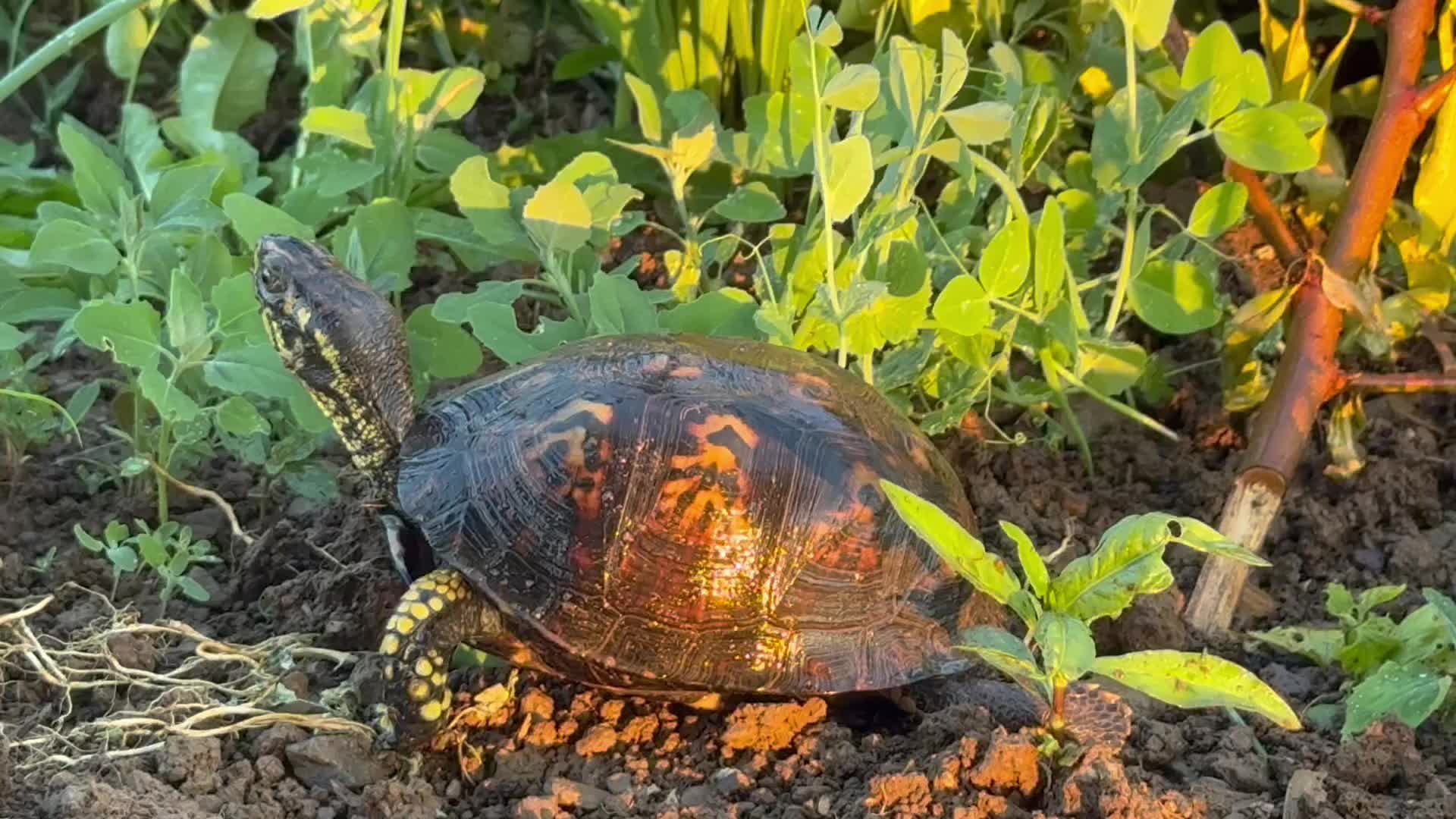 @आमा र जग्गुदिदी