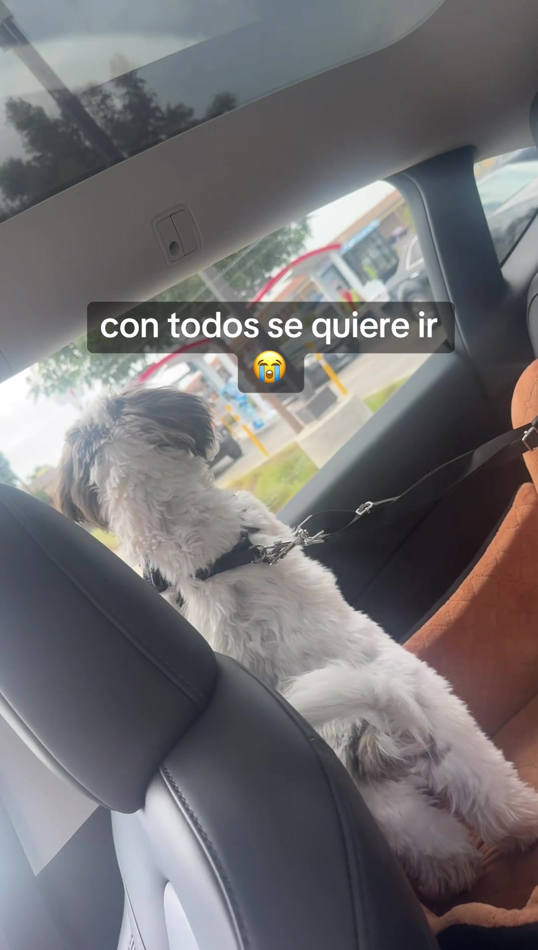 @Grisel💘