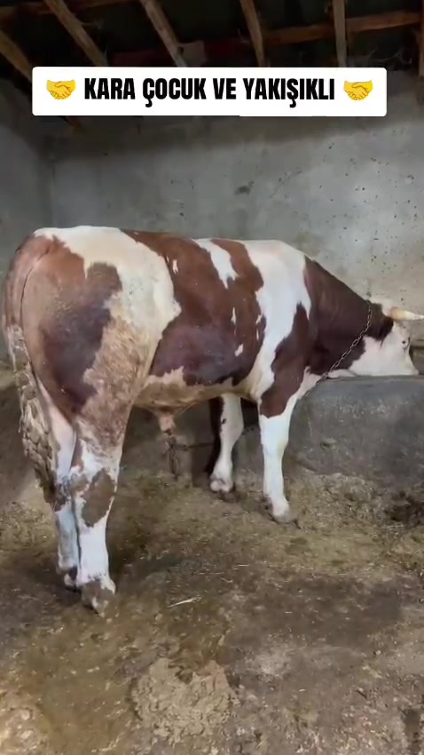@Yardımcı Emlak