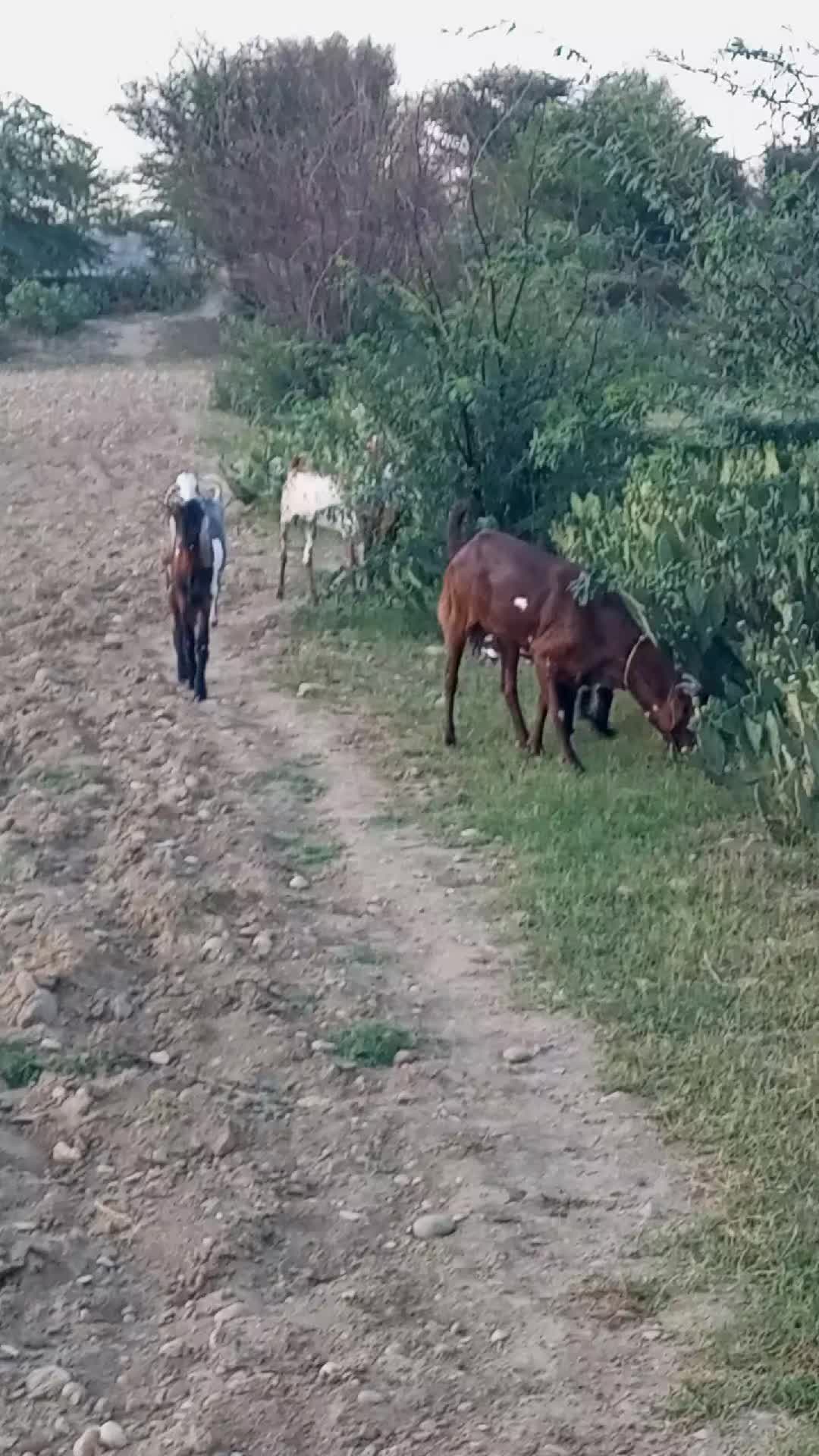 @Ali Khan
