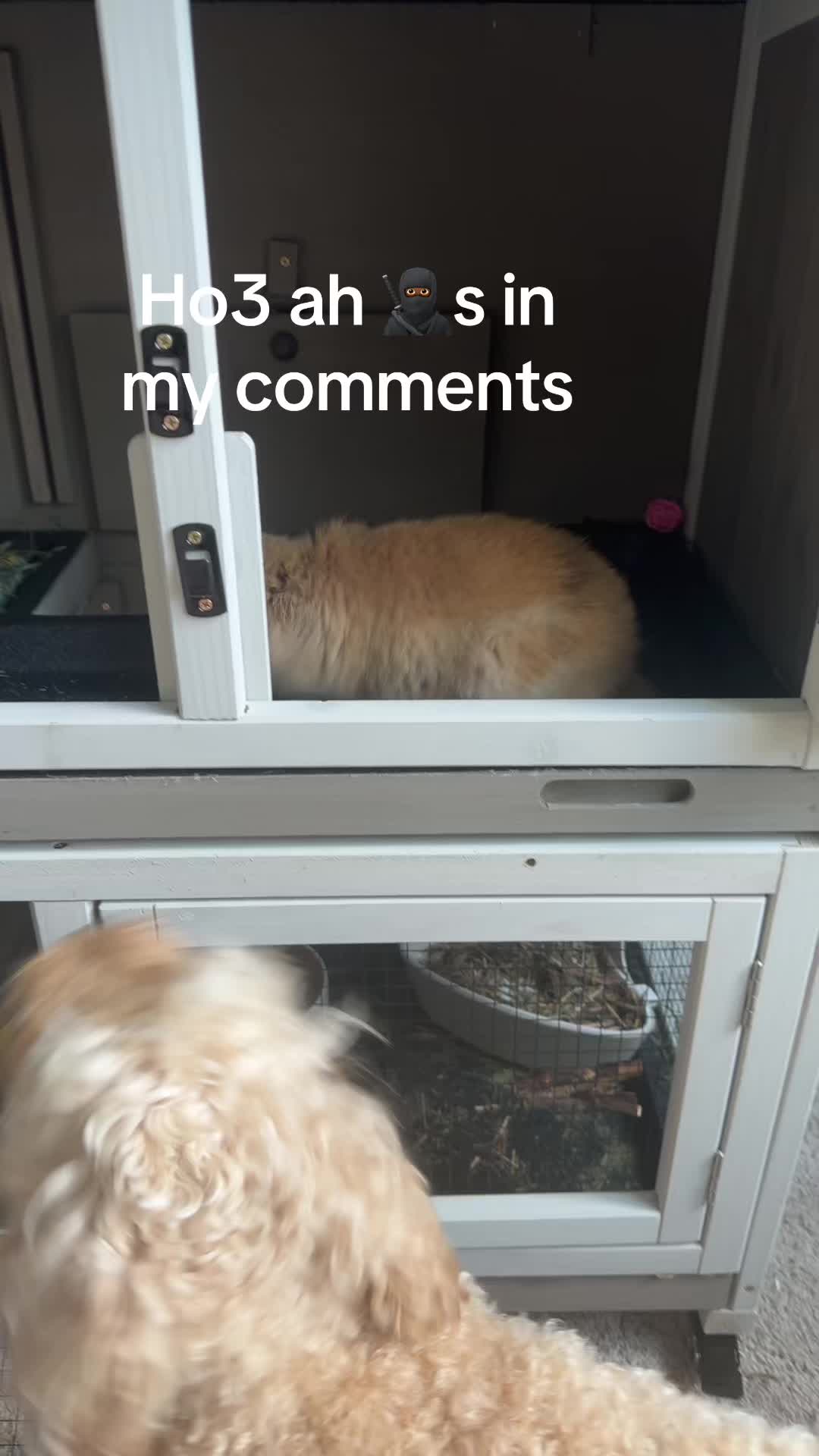 @chicken