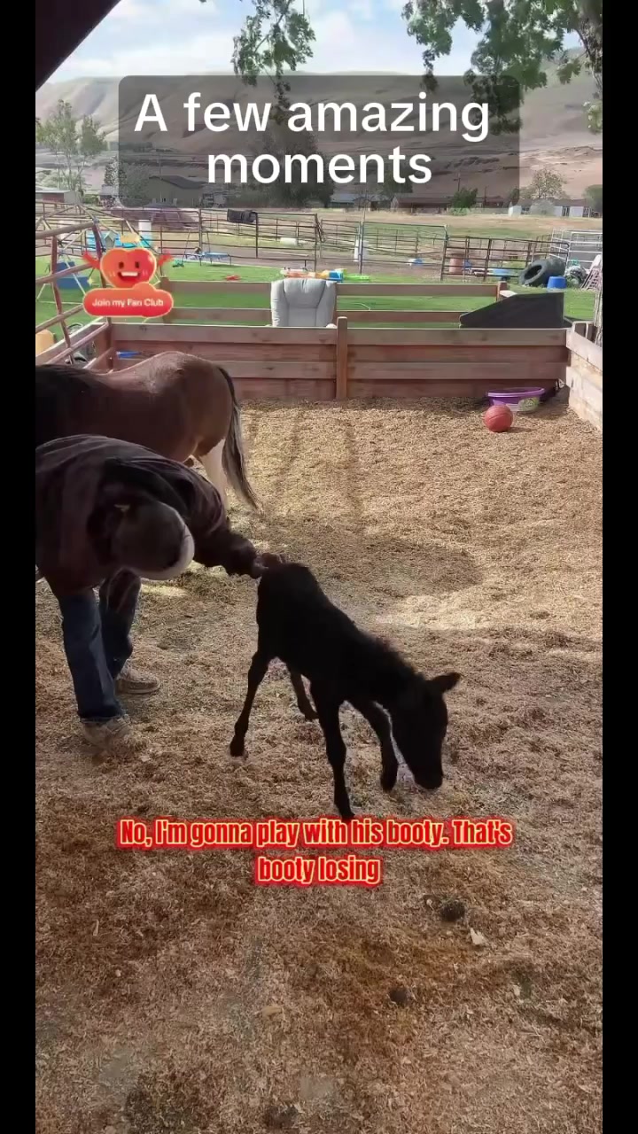 @Hot Sauce the Mini horse 🐎