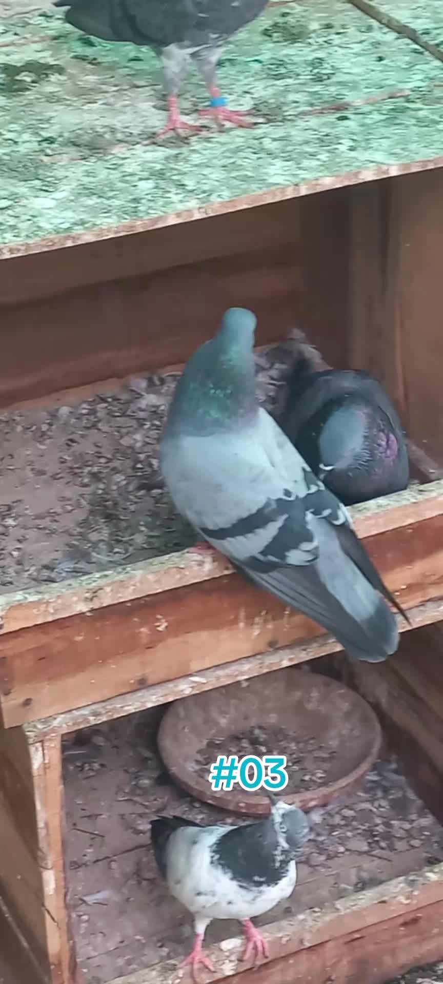 @Ranakasuripigeon