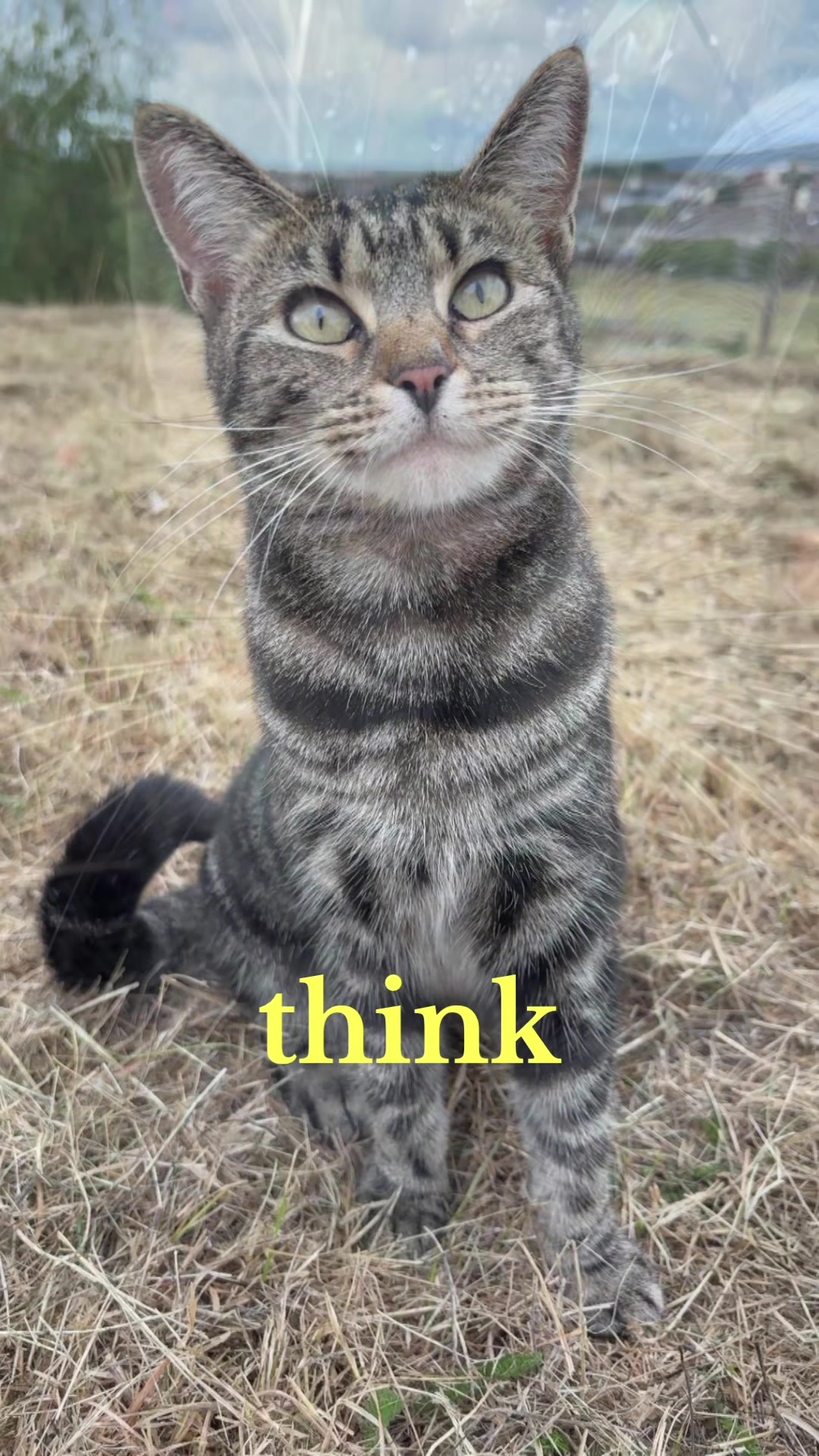@Mittens