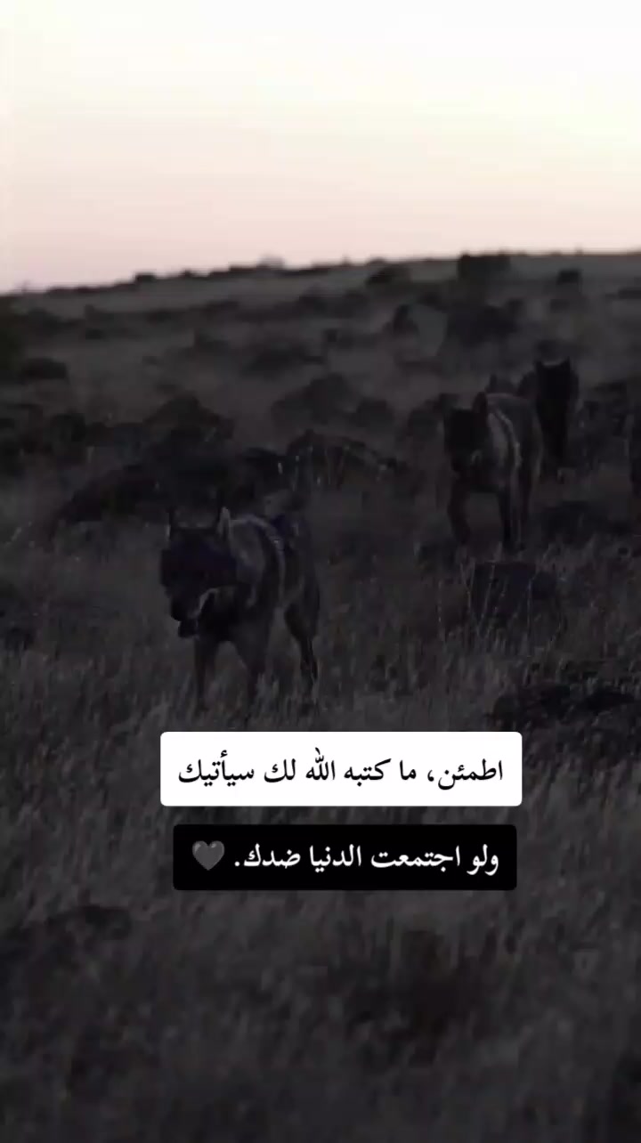 @𓆩🐺𝑾𝒂𝒍𝒆𝒅 𝑩𝒆𝒍𝒂𝒊𝒅𓆪