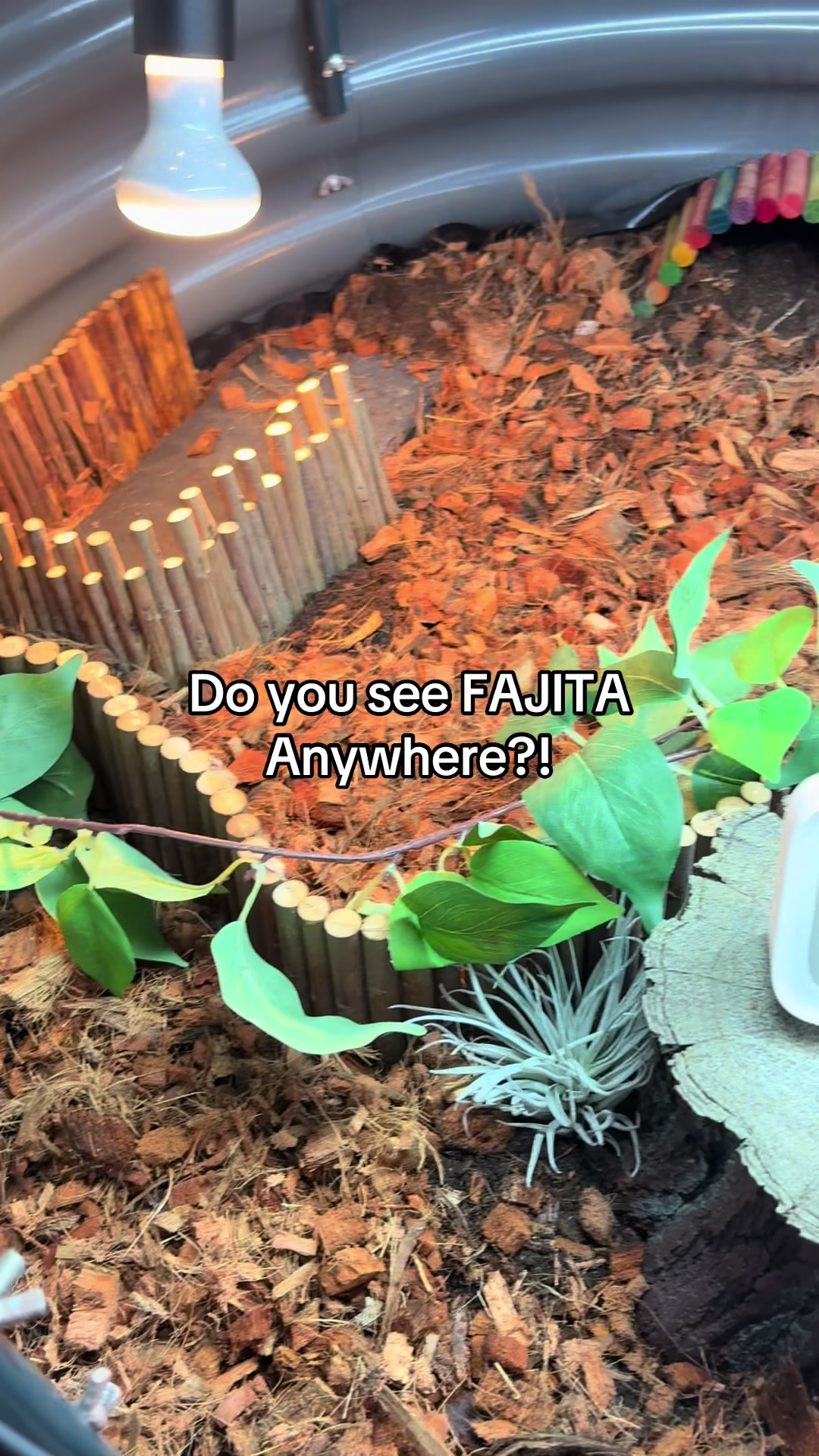 @Fajita 🐢