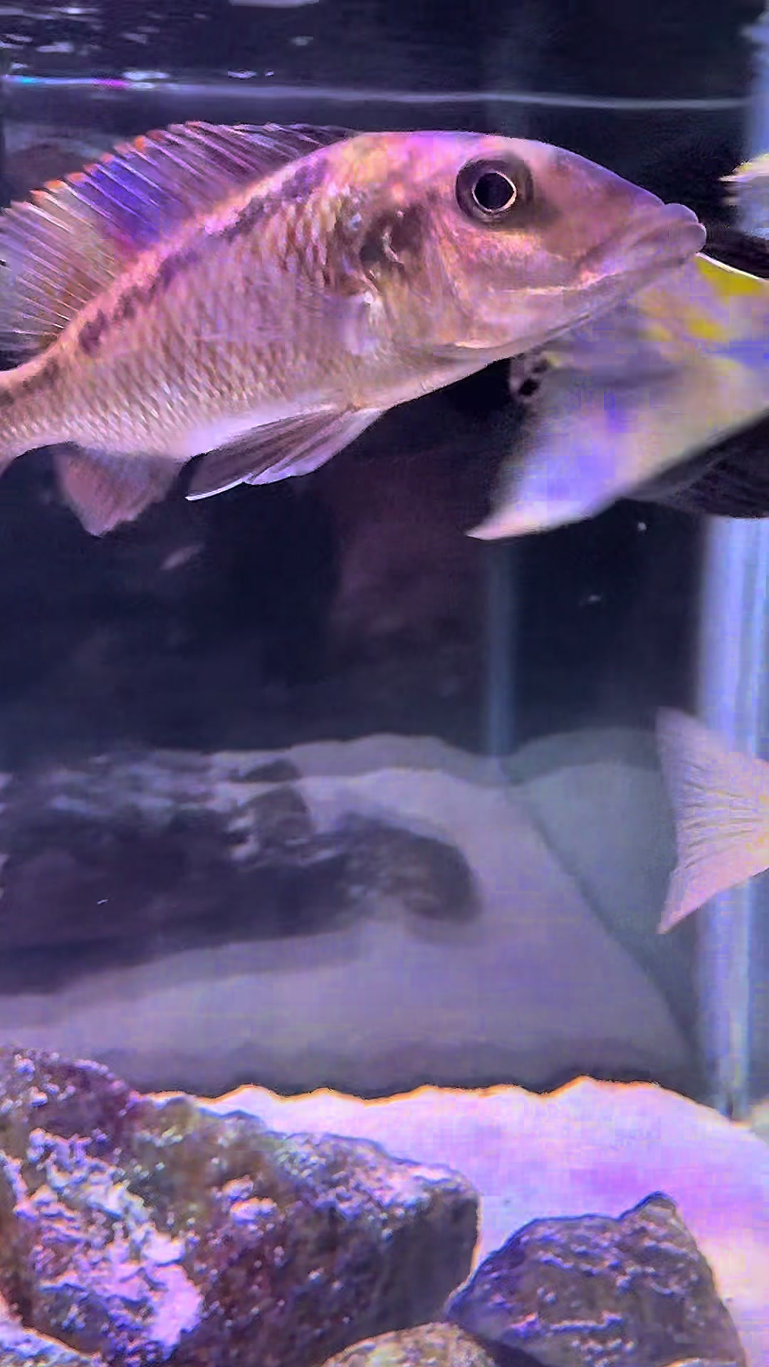 @Cichlid Adventures