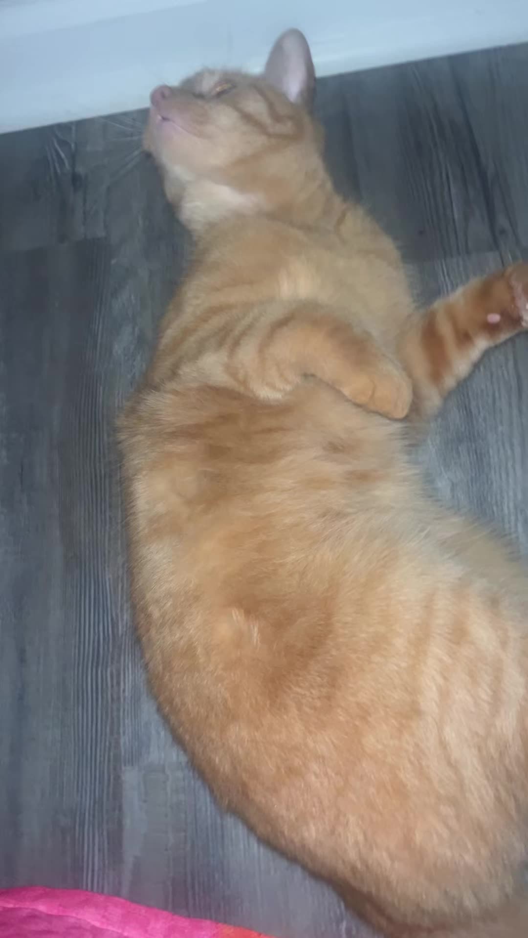 @kittencattuff