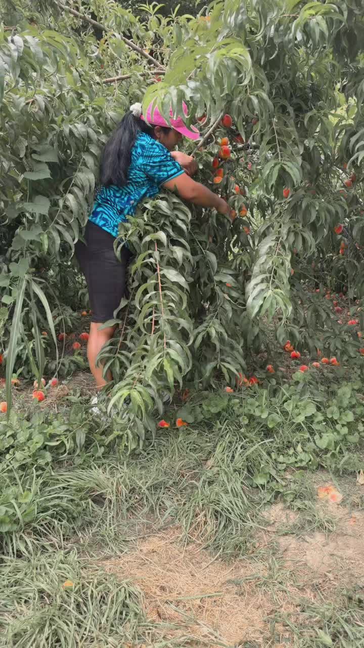 @Carolina Perez