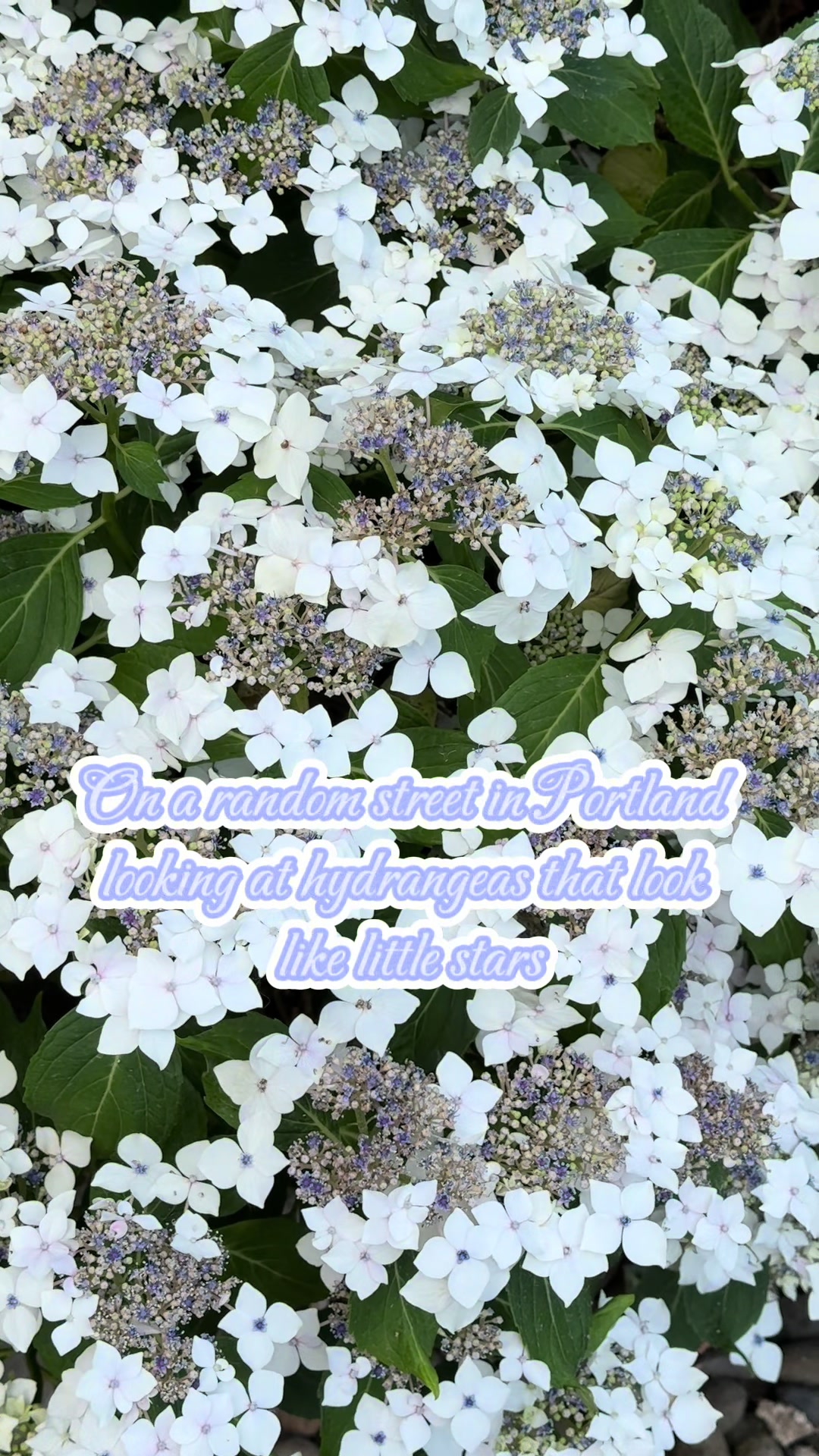 @Junipers_Landing