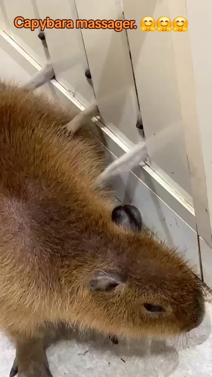 @🤣Vidéos Drôles.Zzz
