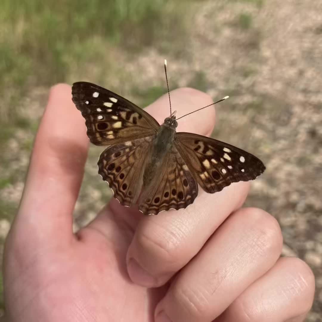 @𝓶𝓲𝓼𝓽𝓲 𝓵𝓮𝓱𝓪𝓷 ꩜ .ᐟ