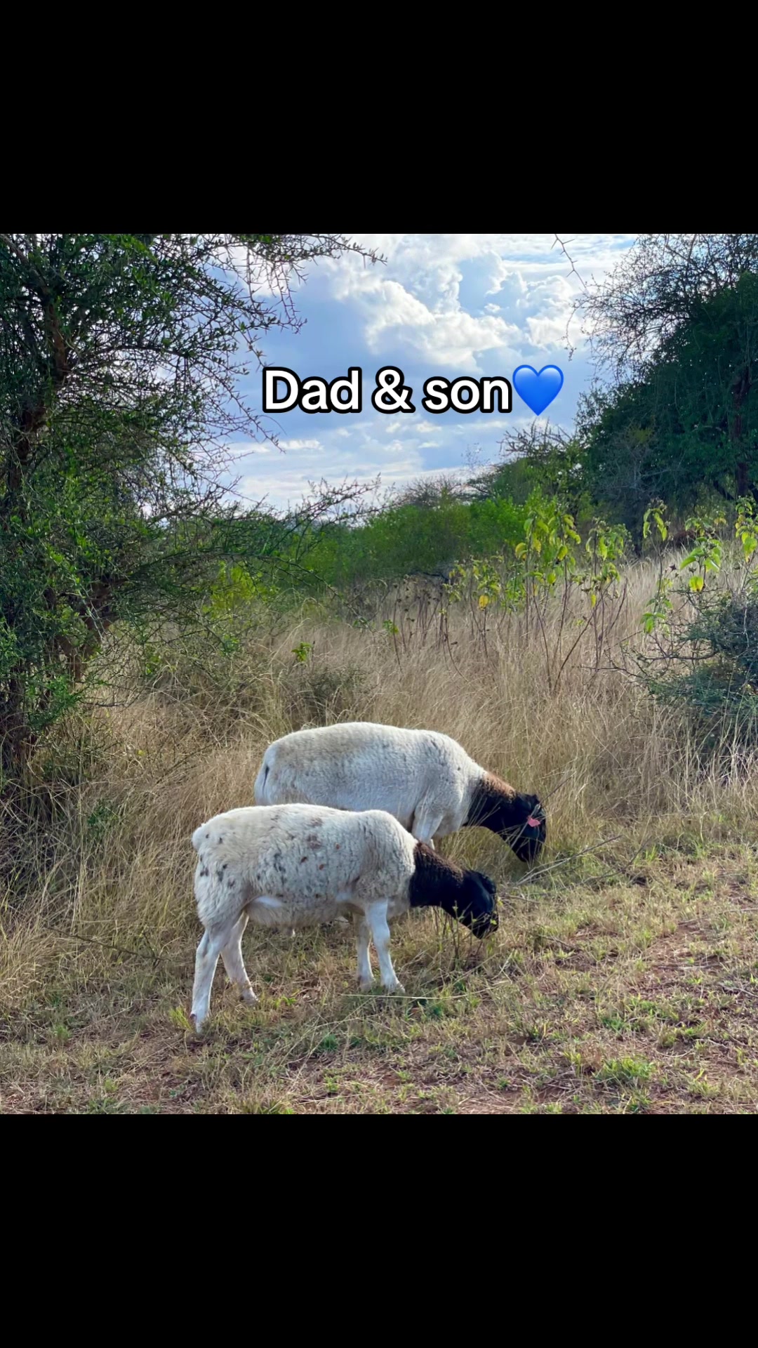 @DorperfarmsKE