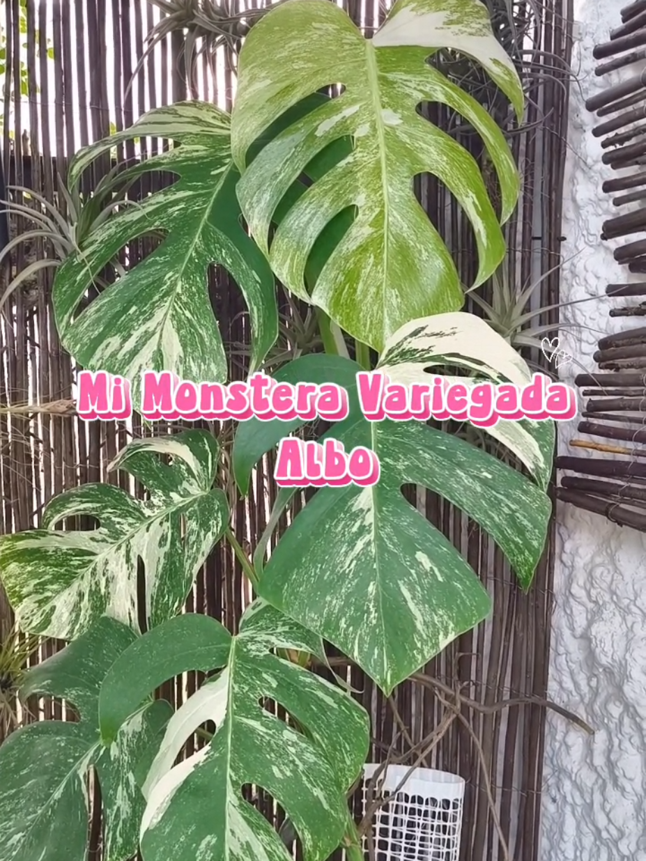 @𝑴𝒊 P𝒂𝒕𝒊𝒐𝒉𝒖𝒆𝒓𝒕𝒐