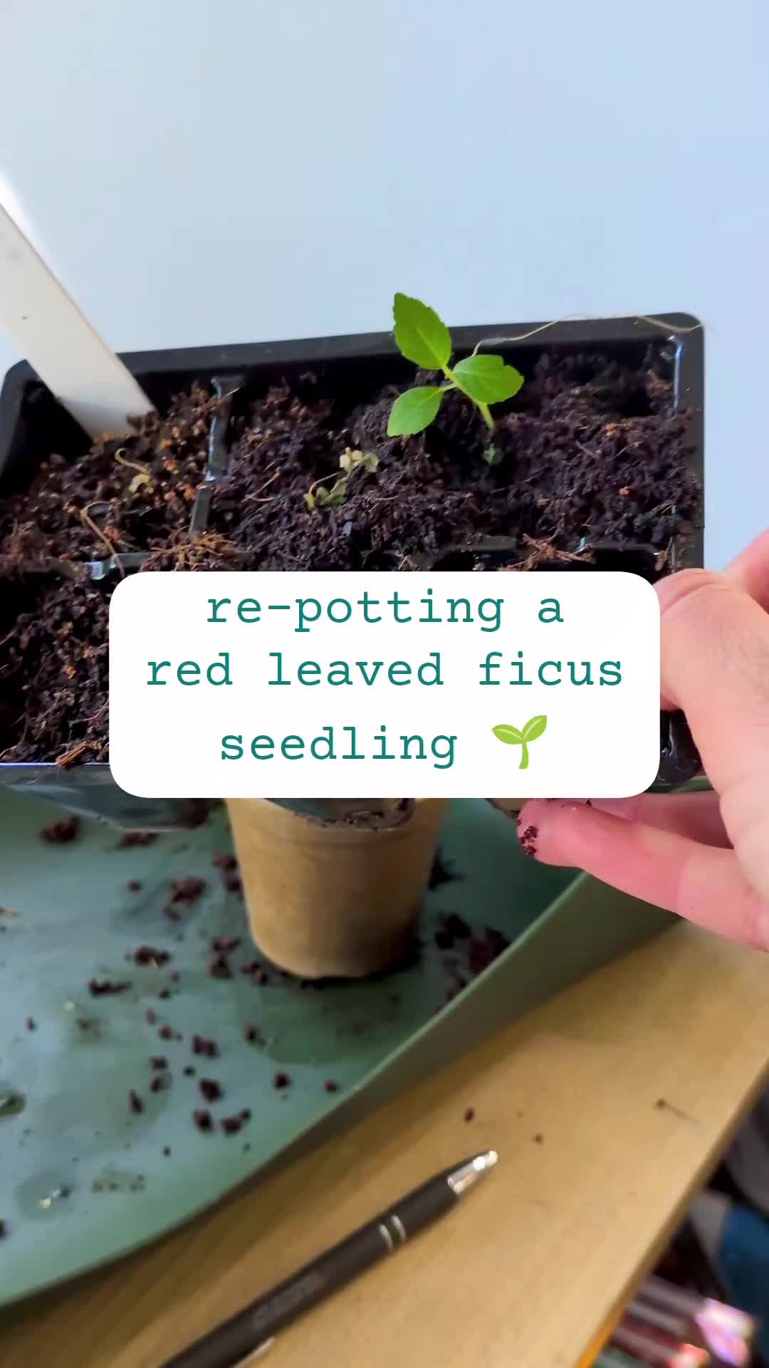 @Plantflix Seeds