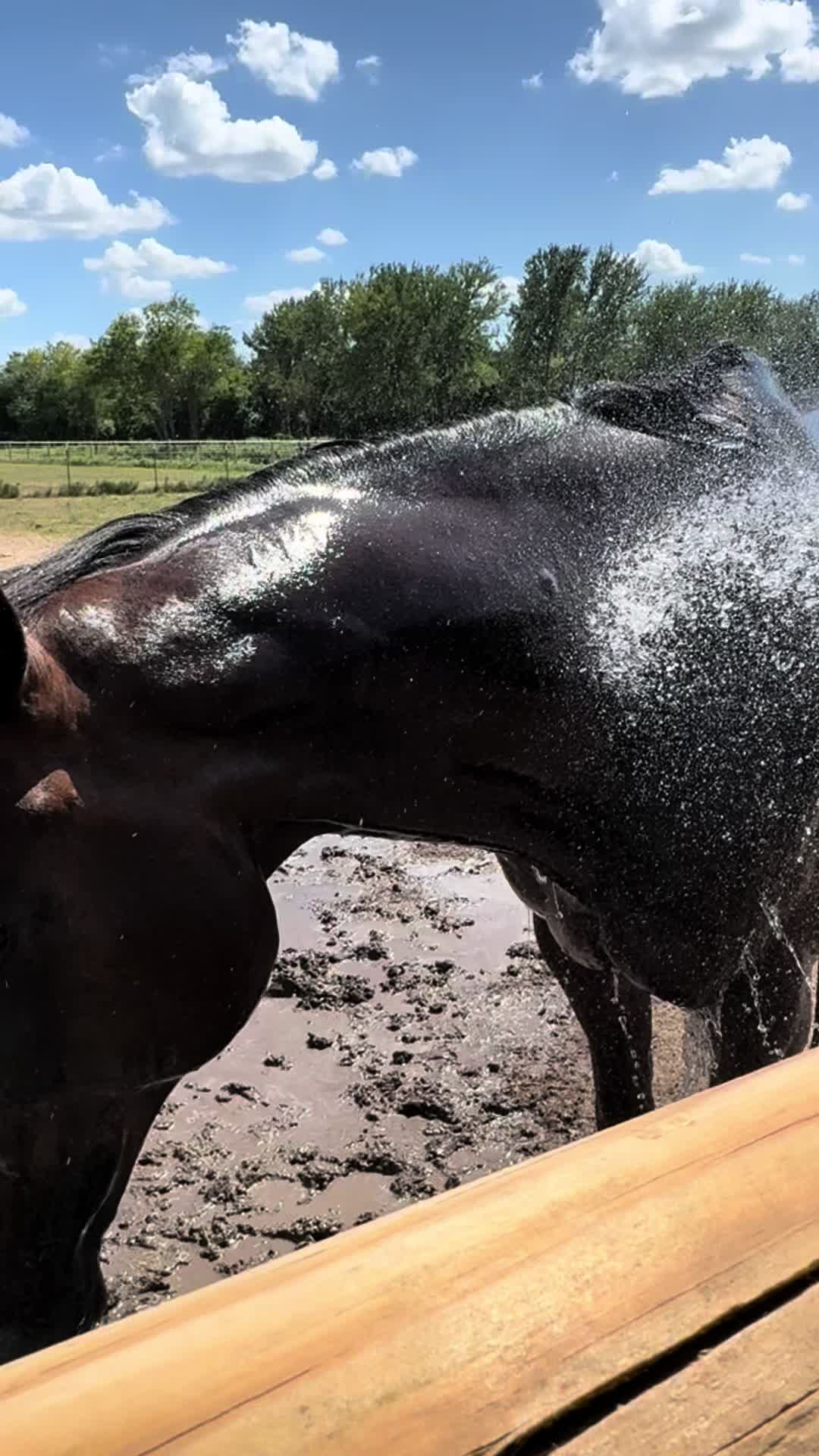 @🐴