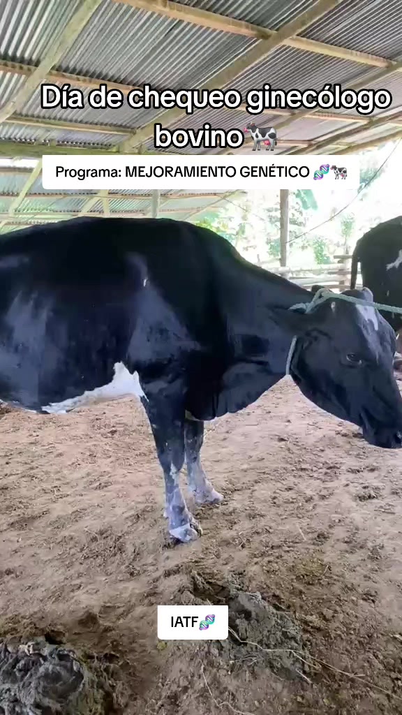 @☆SoyHjalmarVera🤠✅️